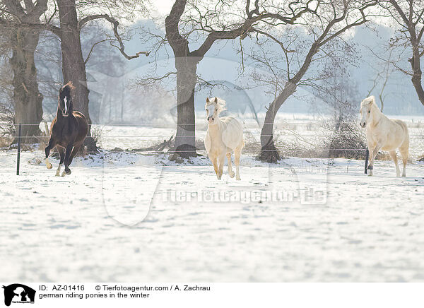 Deutsches Reitponys im Winter / german riding ponies in the winter / AZ-01416