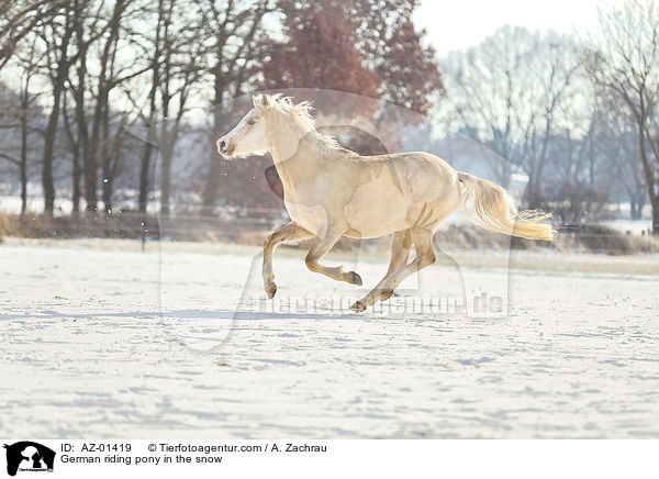 Deutsches Reitpony im Schnee / German riding pony in the snow / AZ-01419