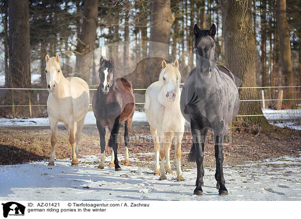 Deutsches Reitponys im Winter / german riding ponies in the winter / AZ-01421