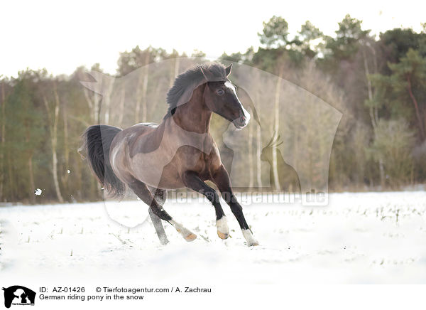 German riding pony in the snow / AZ-01426