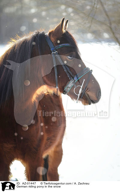 Deutsches Reitpony im Schnee / German riding pony in the snow / AZ-01447