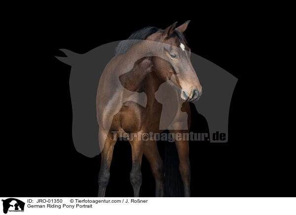 Deutsches Reitpony Portrait / German Riding Pony Portrait / JRO-01350