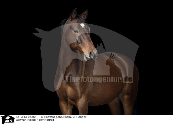 Deutsches Reitpony Portrait / German Riding Pony Portrait / JRO-01351