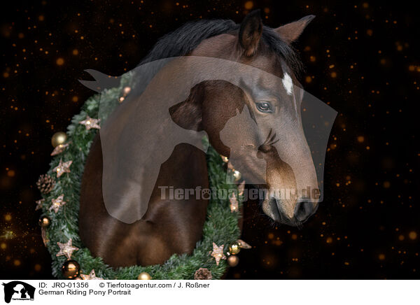 Deutsches Reitpony Portrait / German Riding Pony Portrait / JRO-01356