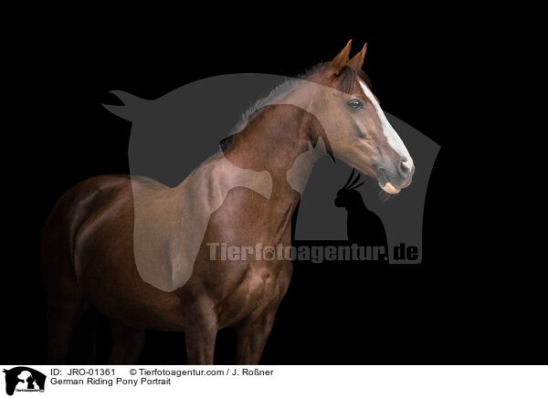 Deutsches Reitpony Portrait / German Riding Pony Portrait / JRO-01361