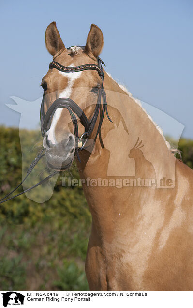 Deutsches Reitpony Portrait / German Riding Pony Portrait / NS-06419