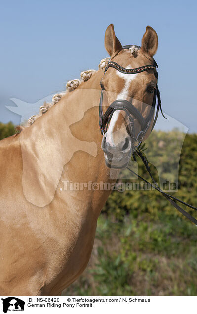 Deutsches Reitpony Portrait / German Riding Pony Portrait / NS-06420
