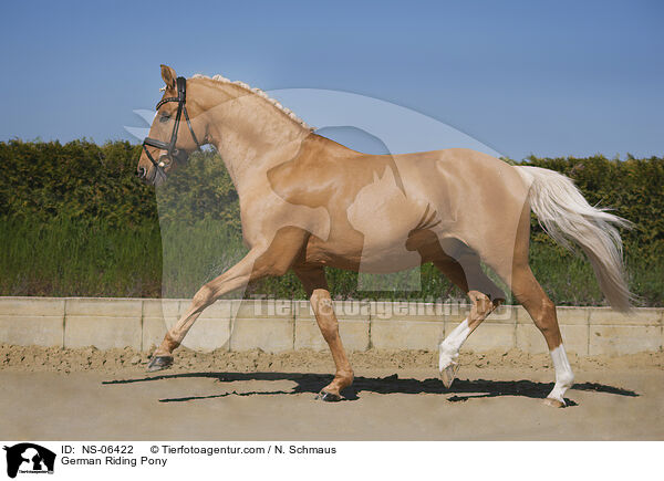 Deutsches Reitpony / German Riding Pony / NS-06422