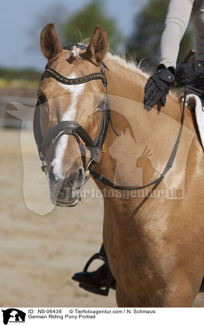 Deutsches Reitpony Portrait / German Riding Pony Portrait / NS-06438