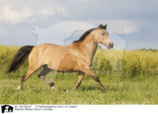 Deutsches Reitpony im Sommer / German Riding Pony in summer / HL-02012