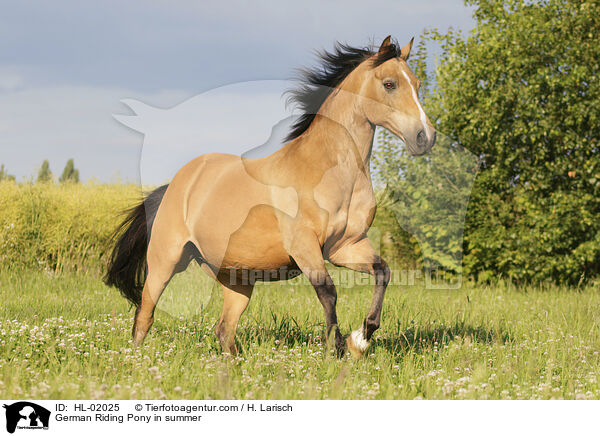 Deutsches Reitpony im Sommer / German Riding Pony in summer / HL-02025