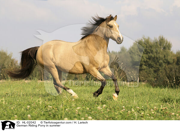 Deutsches Reitpony im Sommer / German Riding Pony in summer / HL-02042