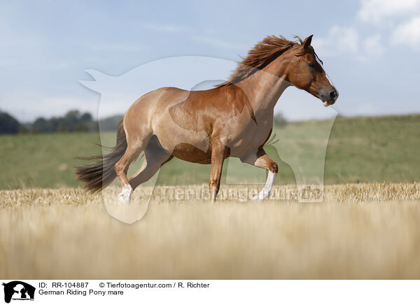 Deutsches Reitpony Stute / German Riding Pony mare / RR-104887