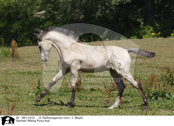 German Riding Pony foal / JM-11812