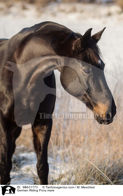 Deutsches Reitpony Stute / German Riding Pony mare / MM-01773