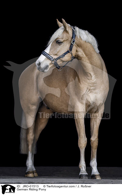 Deutsches Reitpony / German Riding Pony / JRO-01513