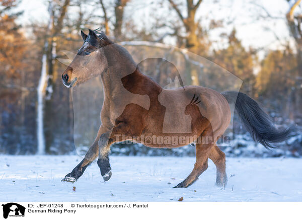 German Riding Pony / JEP-01248