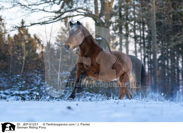 Deutsches Reitpony / German Riding Pony / JEP-01251