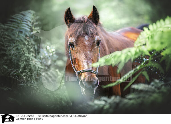 Deutsches Reitpony / German Riding Pony / JQ-02218