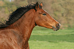 German Riding Pony portrait