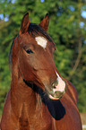 German Riding Pony portrait