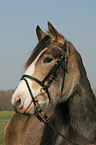 German Riding Pony portrait