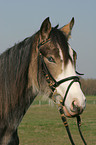 German Riding Pony portrait