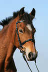 German Riding Pony portrait