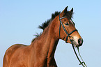 German Riding Pony portrait