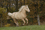 running horse