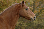 horse portrait