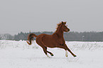 galloping pony