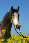 German Riding Pony portrait