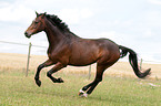 galloping Pony