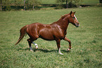 trotting horse