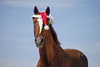 horse portrait