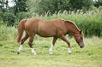 walking pony