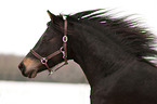 German Riding Pony Portrait