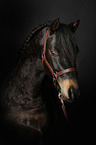 German Riding Pony Portrait