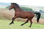 galloping German Riding Pony