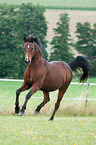 galloping German Riding Pony