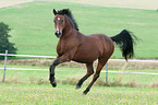 galloping German Riding Pony