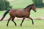 trotting German Riding Pony