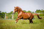 running German Riding Pony