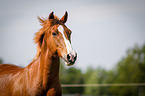 German Riding Pony Portrait