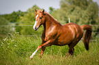 running German Riding Pony