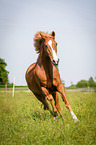 running German Riding Pony