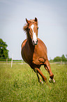 running German Riding Pony