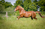 running German Riding Pony