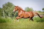 running German Riding Pony